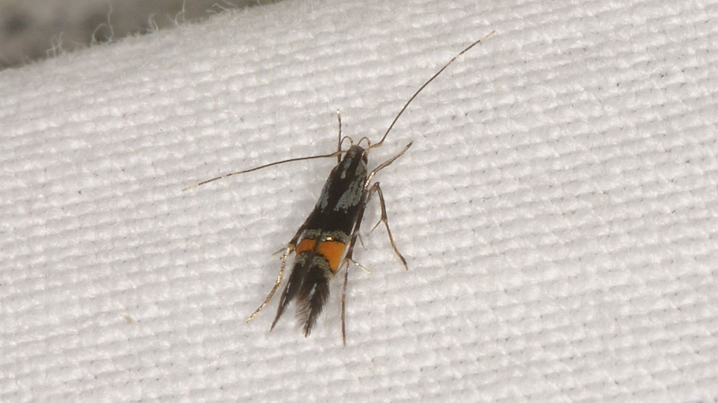 Cosmopterix orichalcea ( e Cosmopterix cfr. pulchrimella)