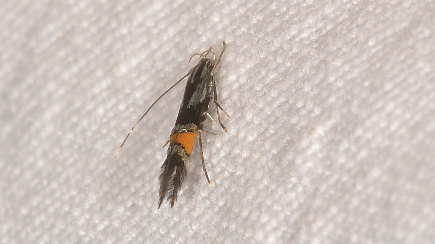 Cosmopterix orichalcea ( e Cosmopterix cfr. pulchrimella)