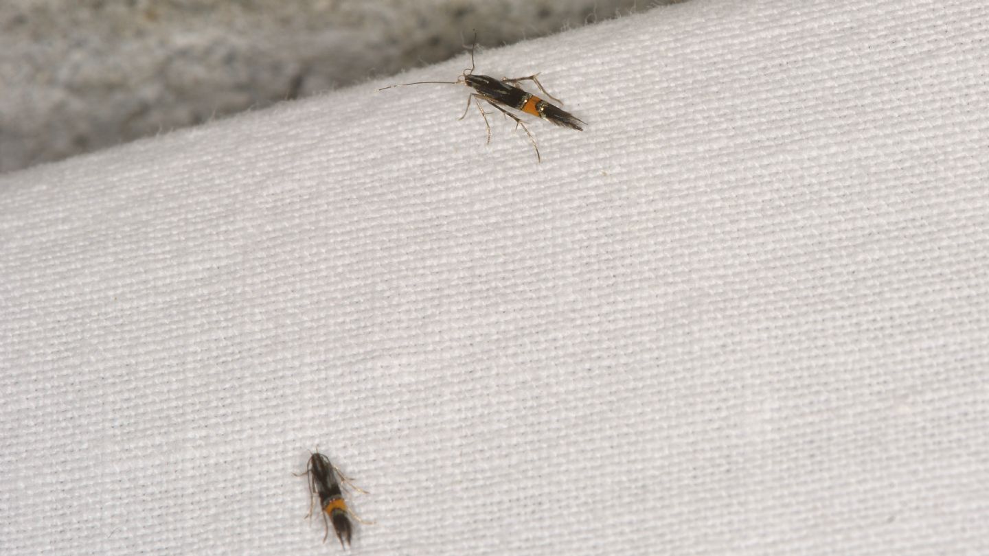 Cosmopterix orichalcea ( e Cosmopterix cfr. pulchrimella)