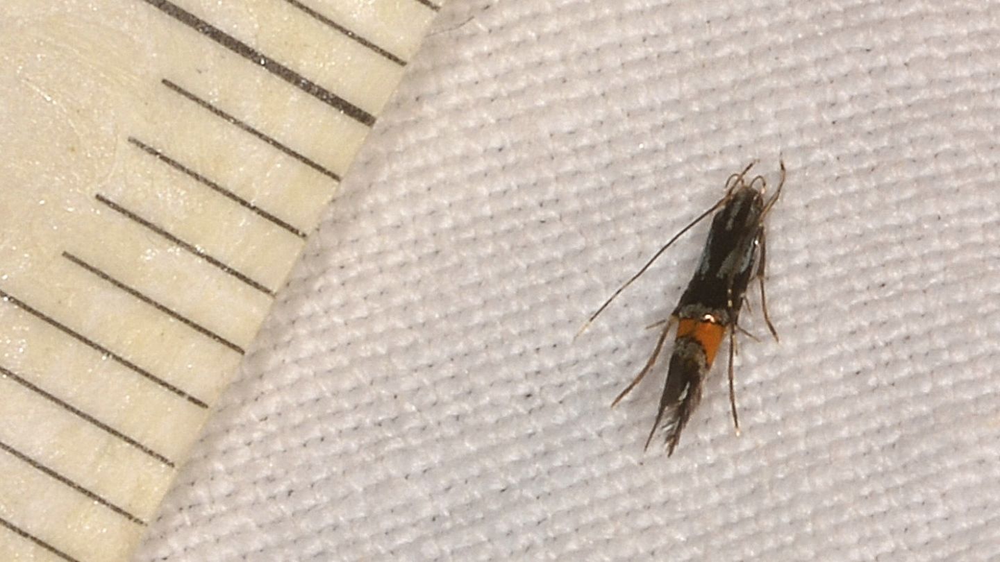 Cosmopterix orichalcea ( e Cosmopterix cfr. pulchrimella)