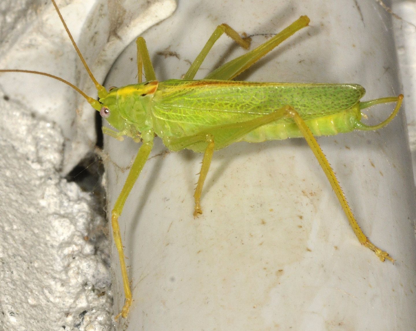 Tettigonia ? No, Meconema thalassinum (Meconematidae)