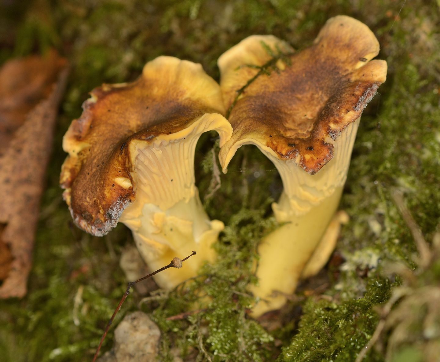 Cantharellus ?