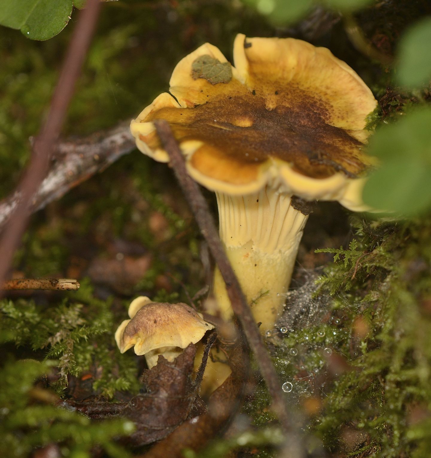 Cantharellus ?