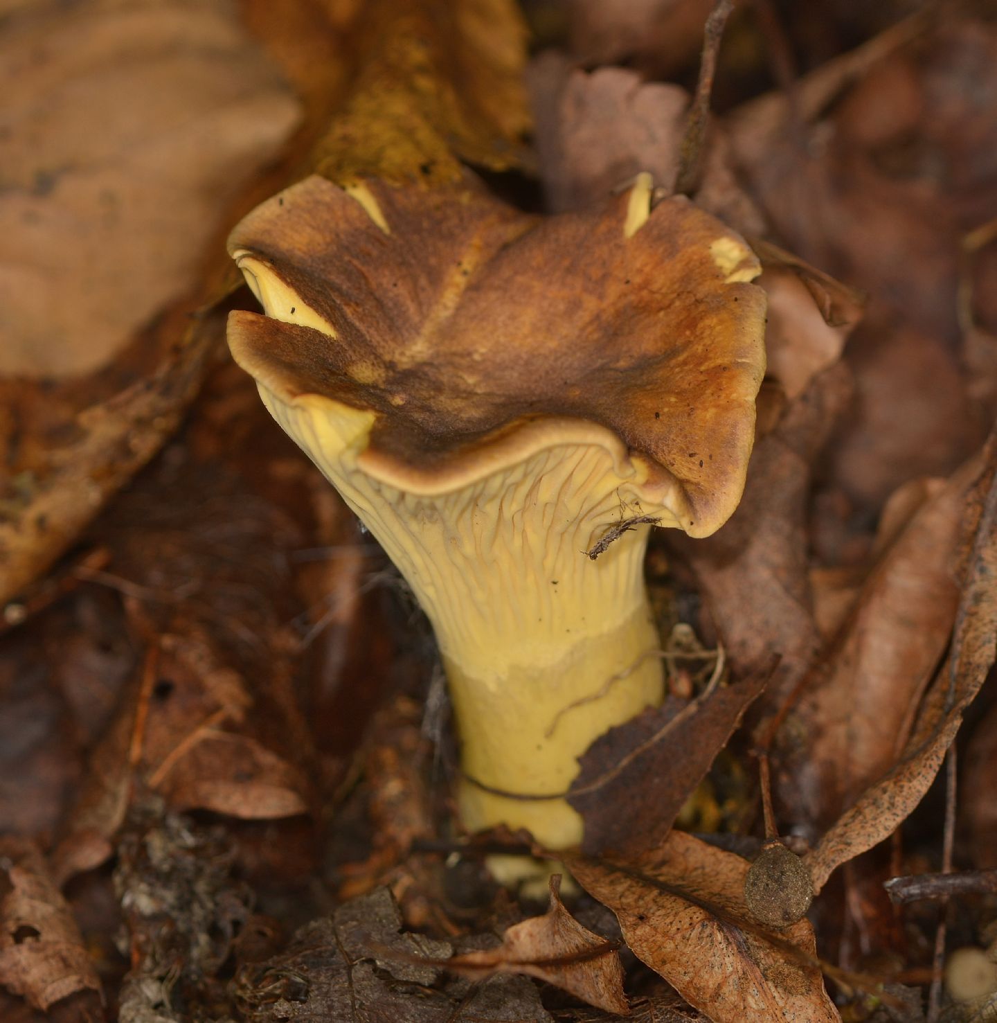 Cantharellus ?