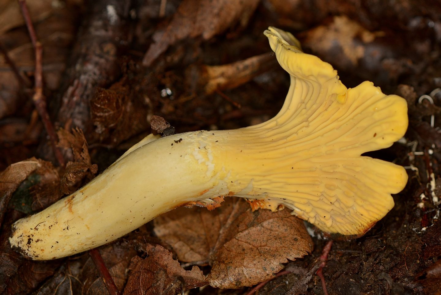 Cantharellus ?