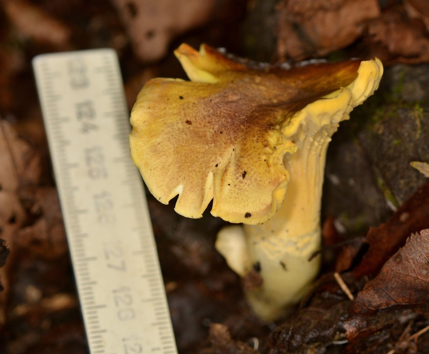 Cantharellus ?