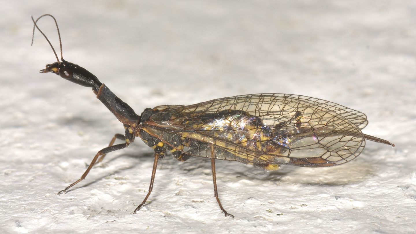 Raphidioptera da id