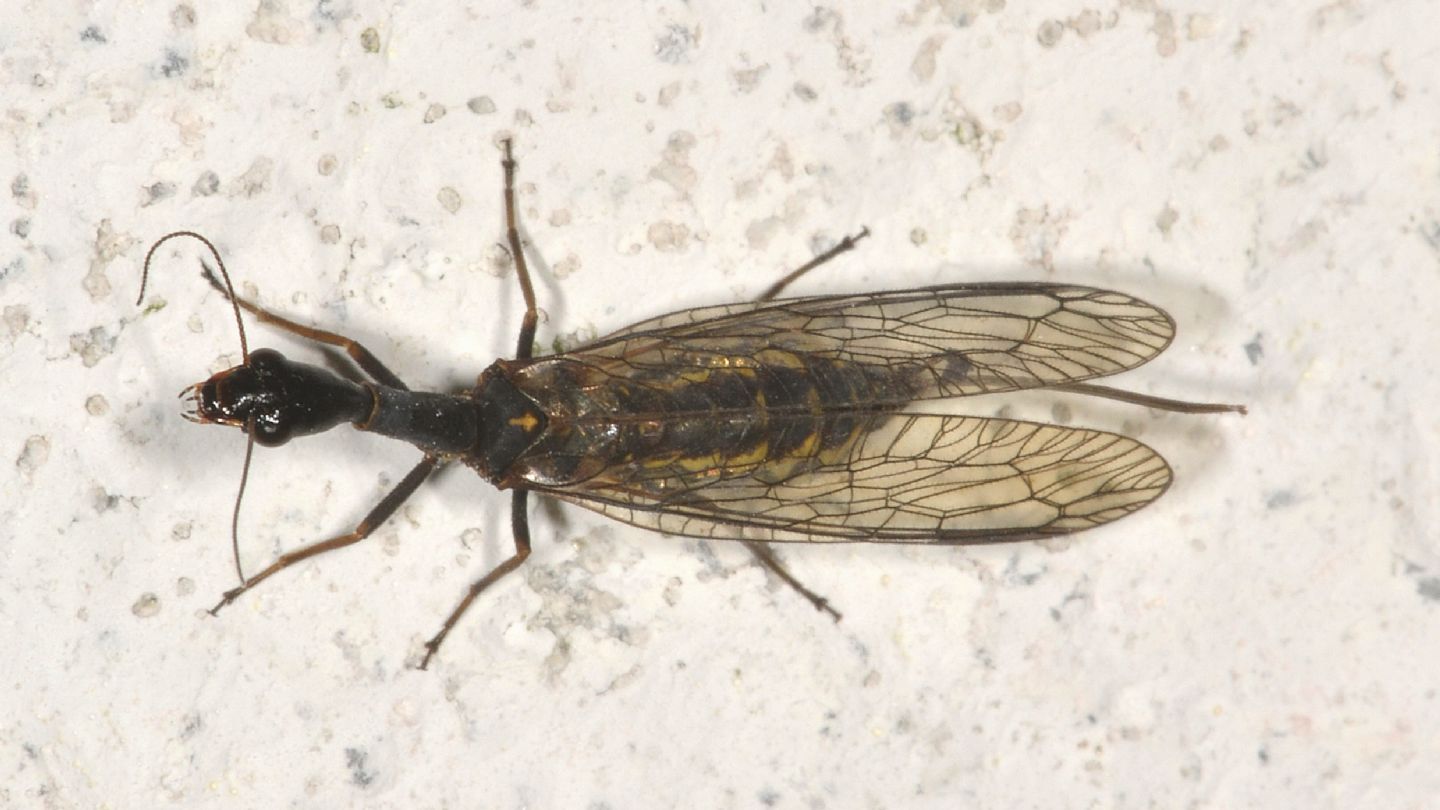 Raphidioptera da id