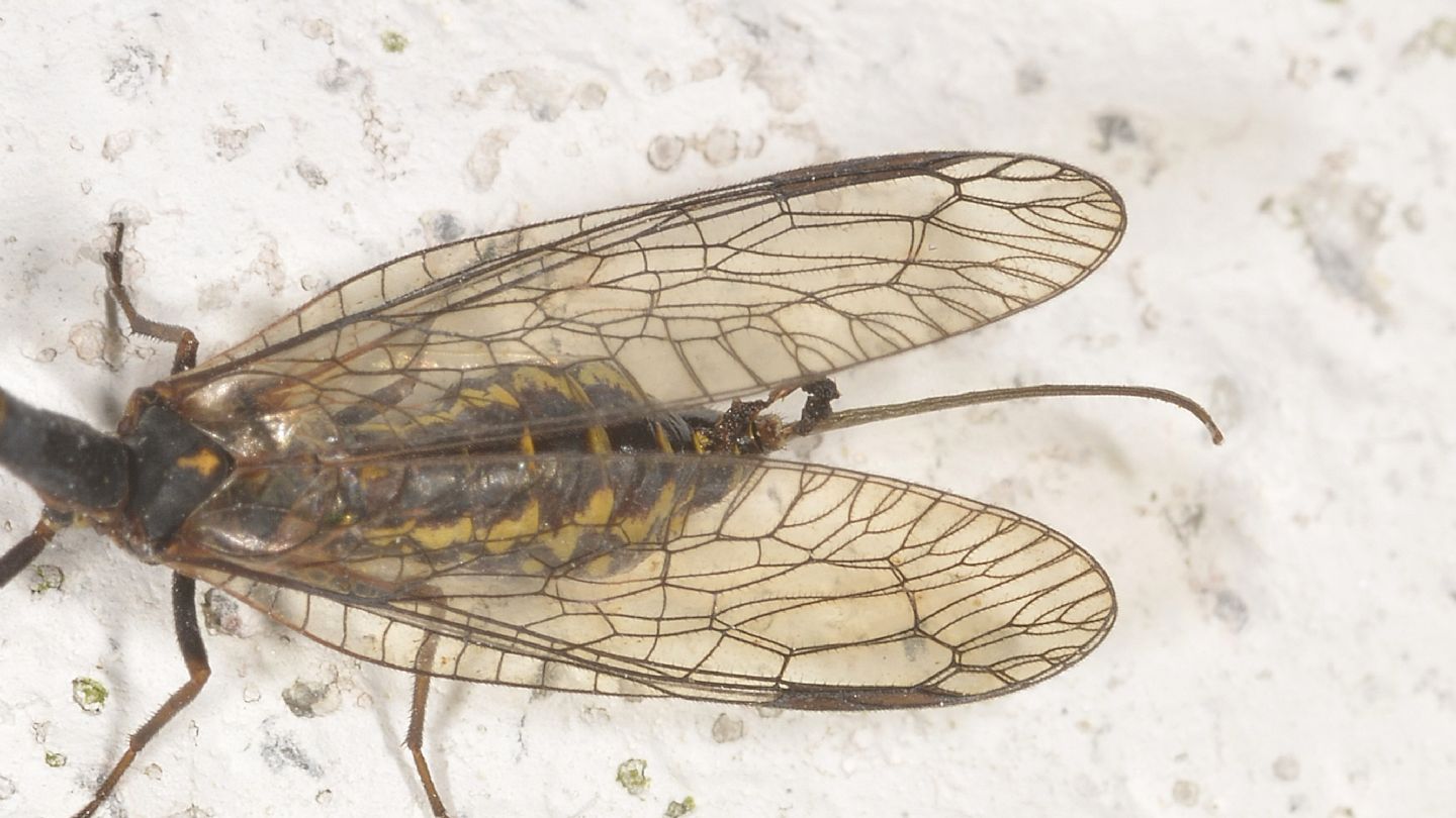 Raphidioptera da id