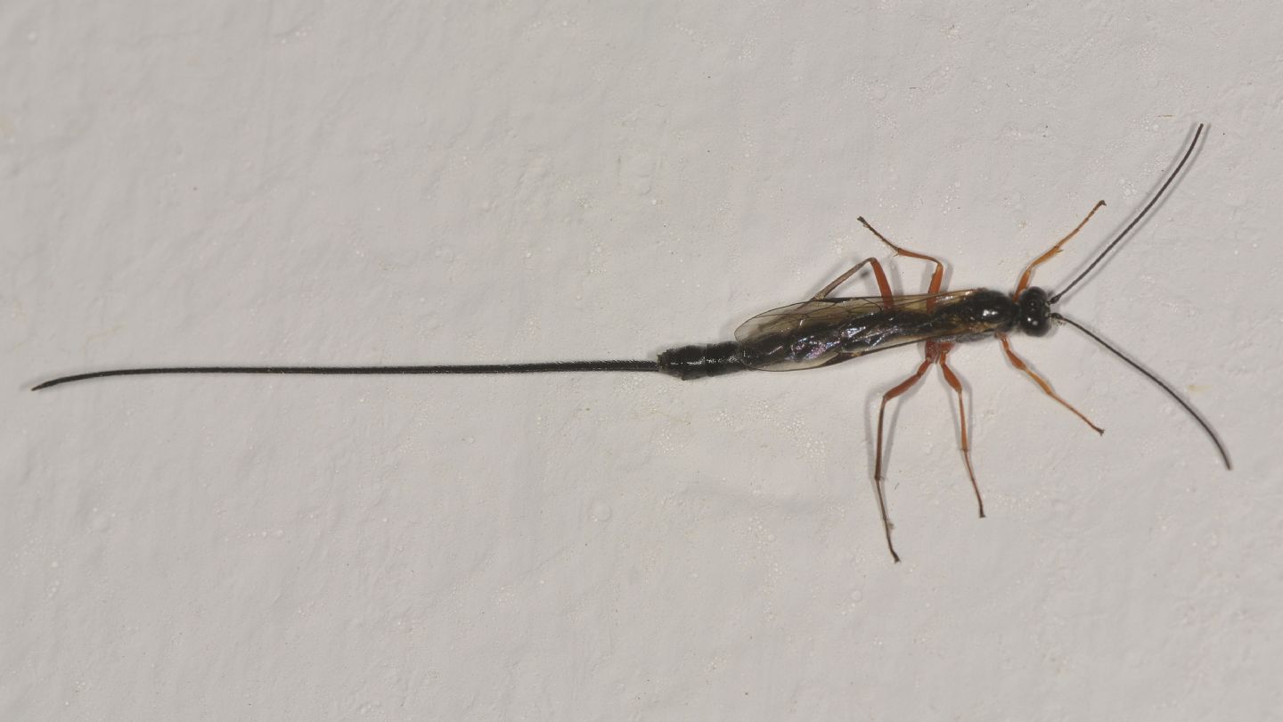 Ichneumonidae: Dolichomitus?     Ichneumonidae Pimplinae sp.