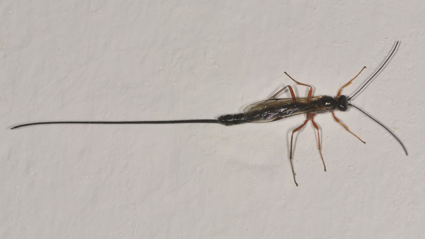 Ichneumonidae: Dolichomitus?     Ichneumonidae Pimplinae sp.