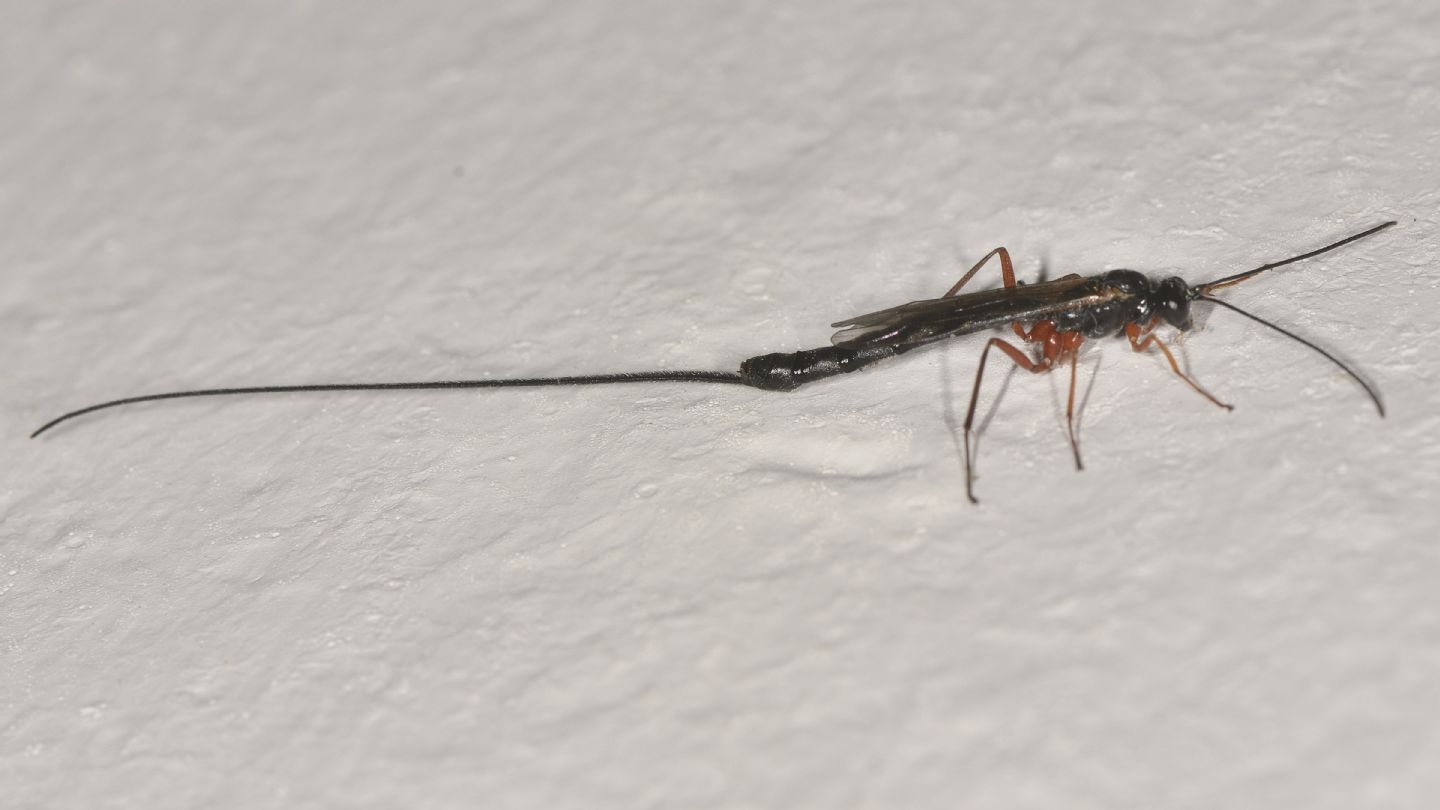 Ichneumonidae: Dolichomitus?     Ichneumonidae Pimplinae sp.