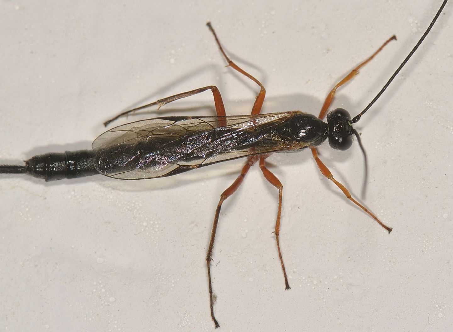 Ichneumonidae: Dolichomitus?     Ichneumonidae Pimplinae sp.