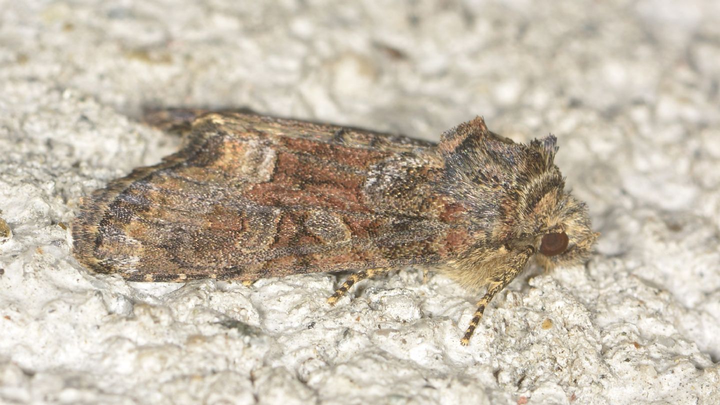 Noctuidae:  Oligia sp.