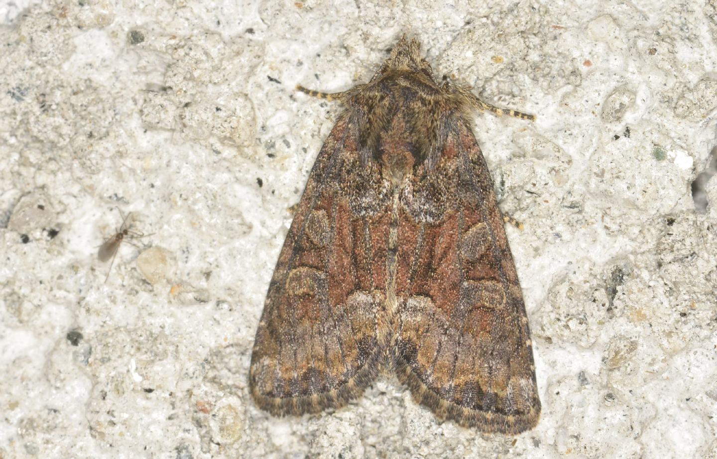 Noctuidae:  Oligia sp.