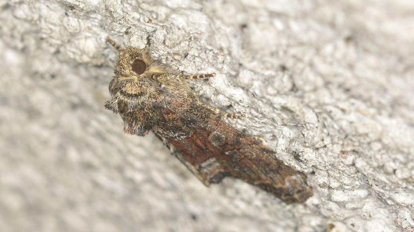 Noctuidae:  Oligia sp.