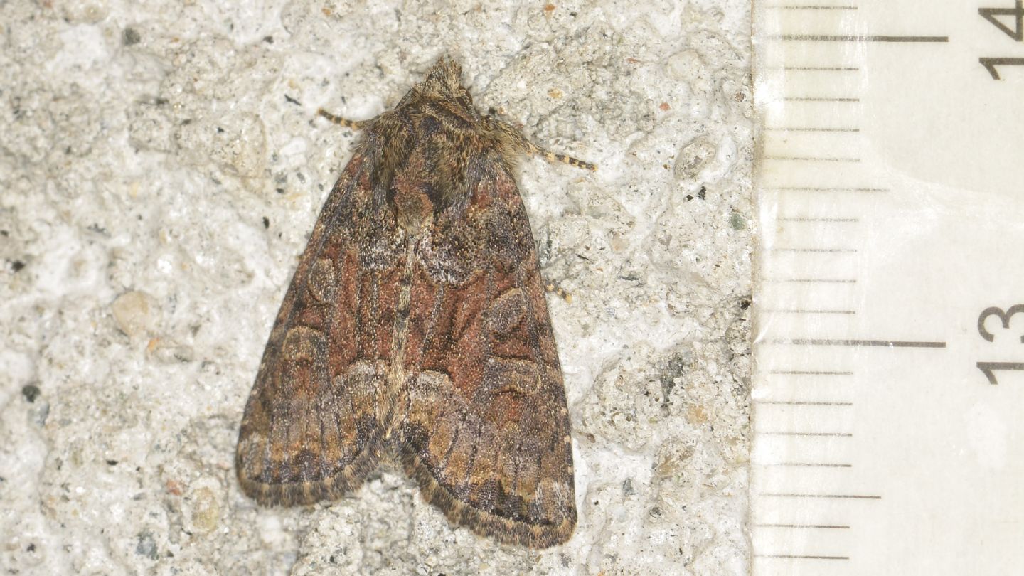 Noctuidae:  Oligia sp.