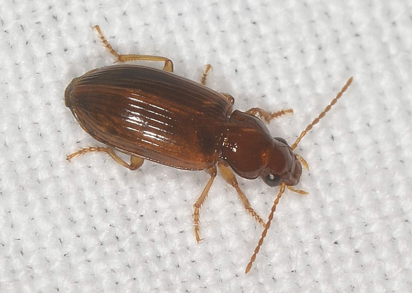 Piccolo: Bradycellus verbasci (Carabidae)