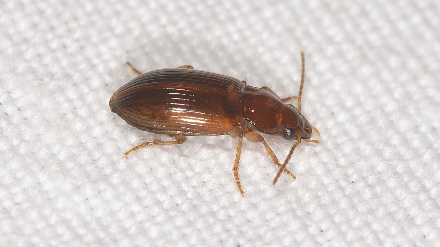 Piccolo: Bradycellus verbasci (Carabidae)