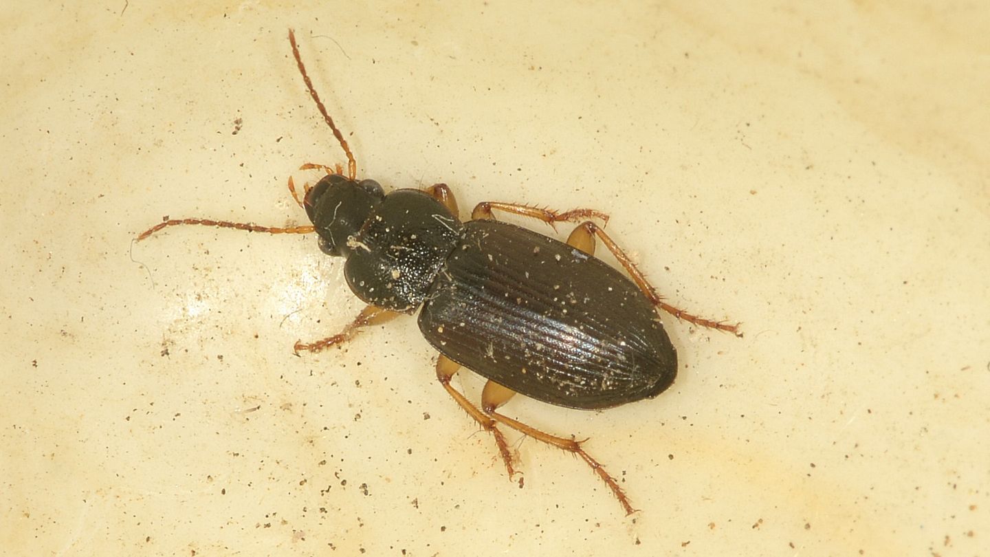 Carabidae: cfr. Parophonus maculicornis