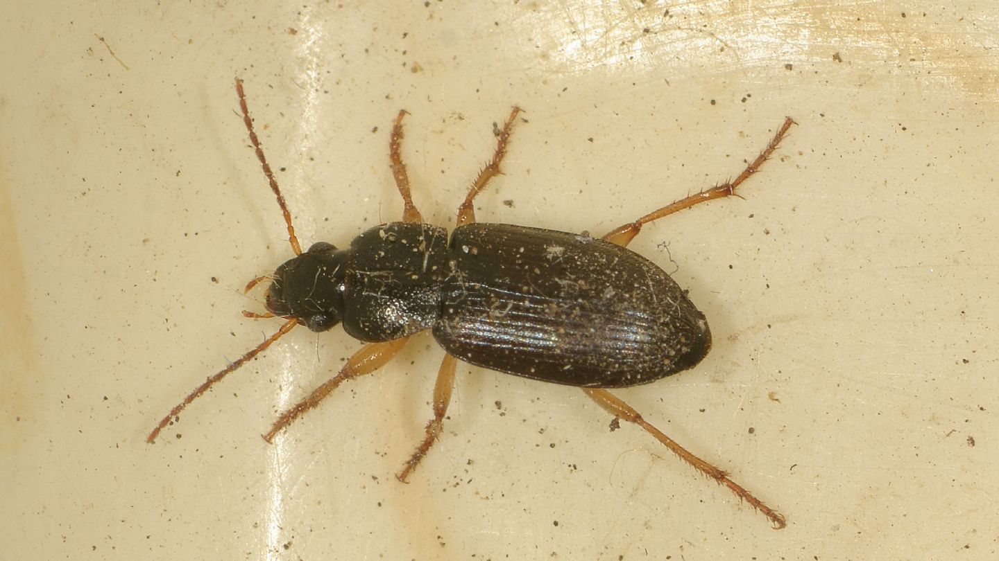 Carabidae: cfr. Parophonus maculicornis