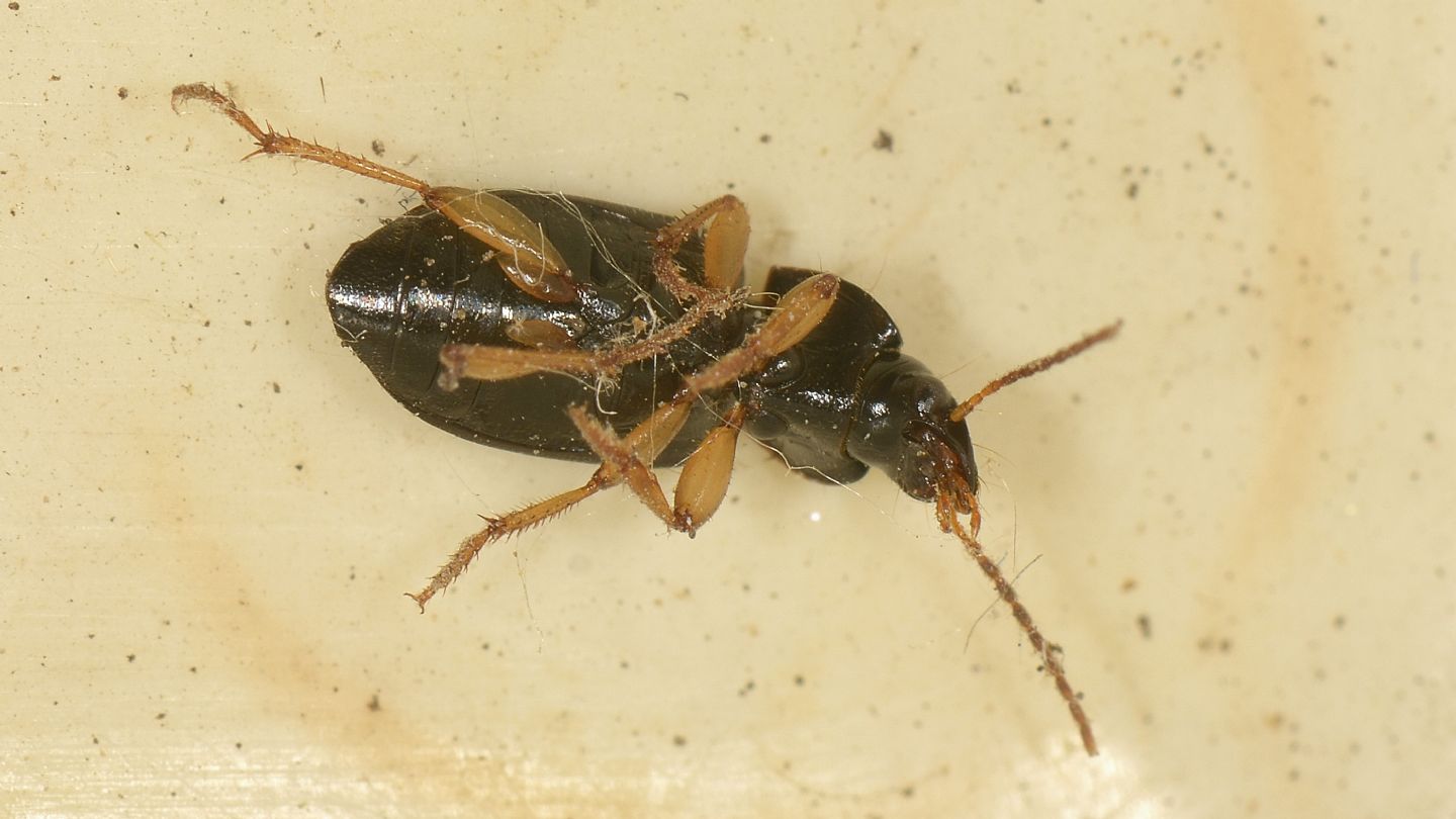 Carabidae: cfr. Parophonus maculicornis