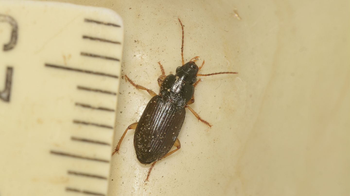 Carabidae: cfr. Parophonus maculicornis