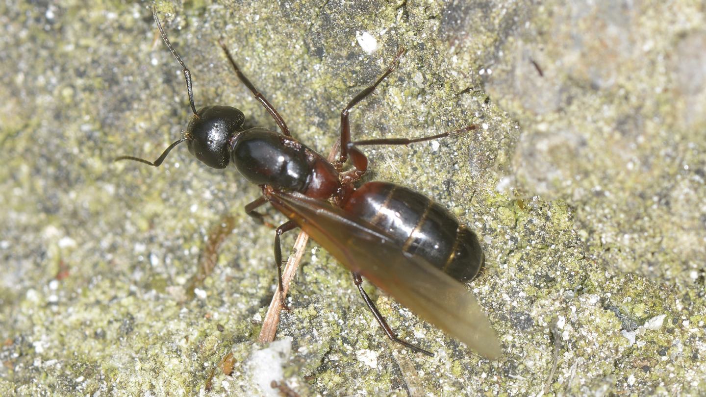Formicone: femmina riproduttrice di Camponotus ligniperda (cfr.)