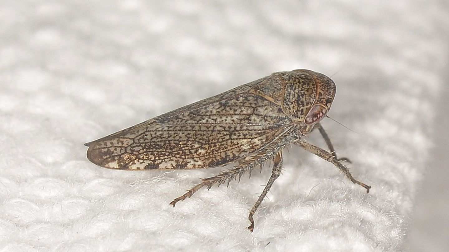 Cicadella sarda