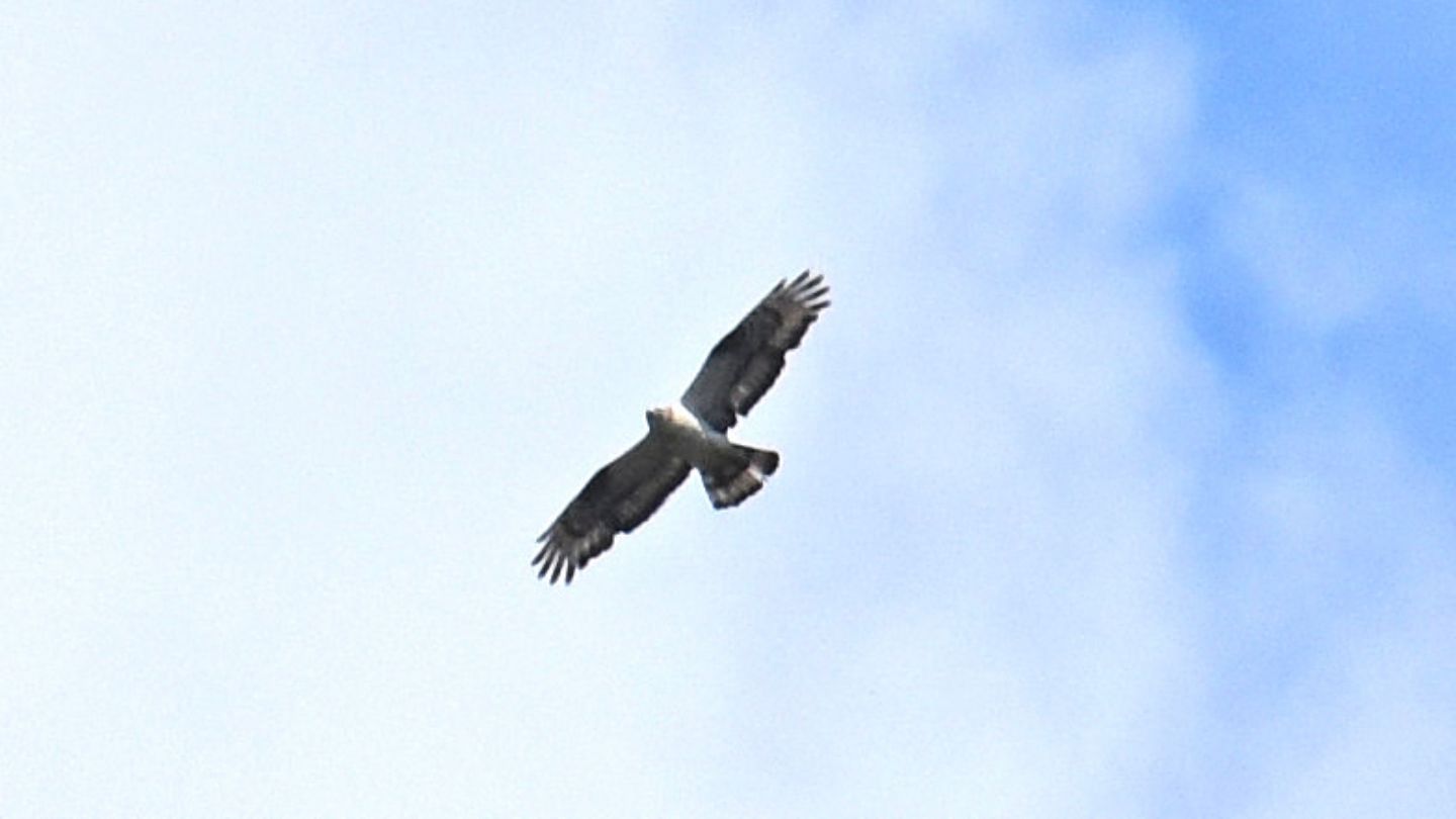 Falco pecchiaiolo,  maschio