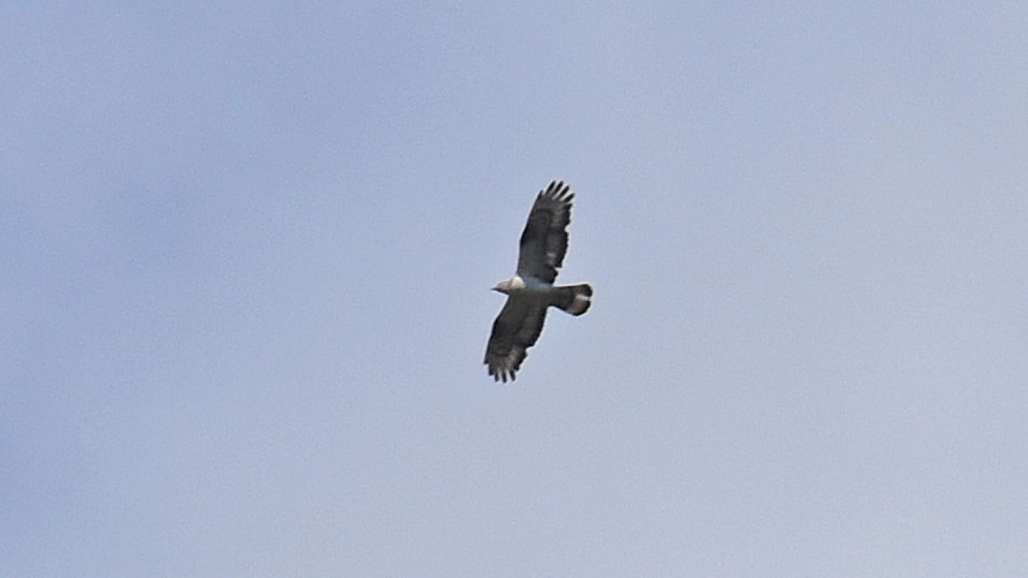 Falco pecchiaiolo,  maschio