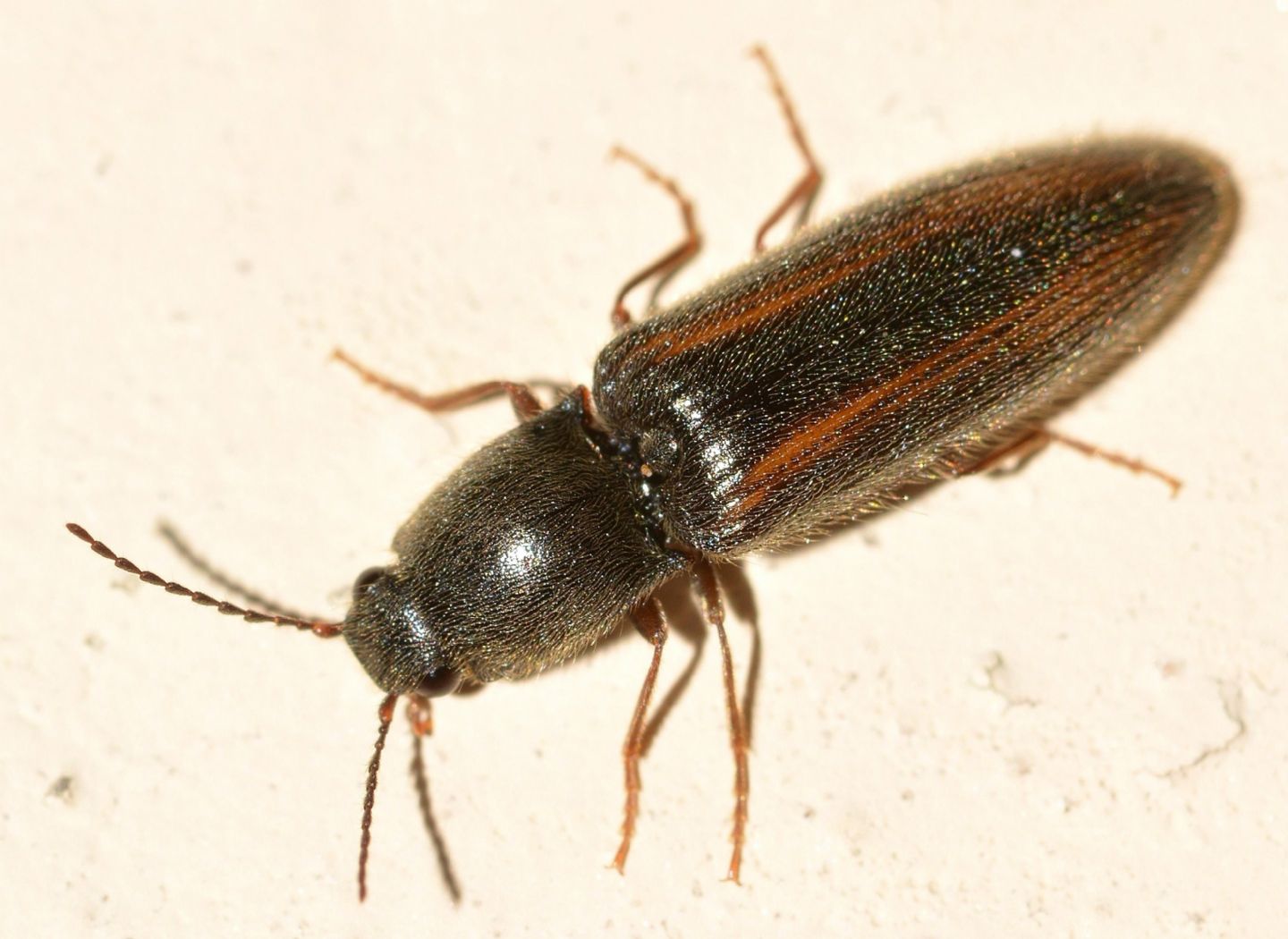 Elateridae: Athous vittatus