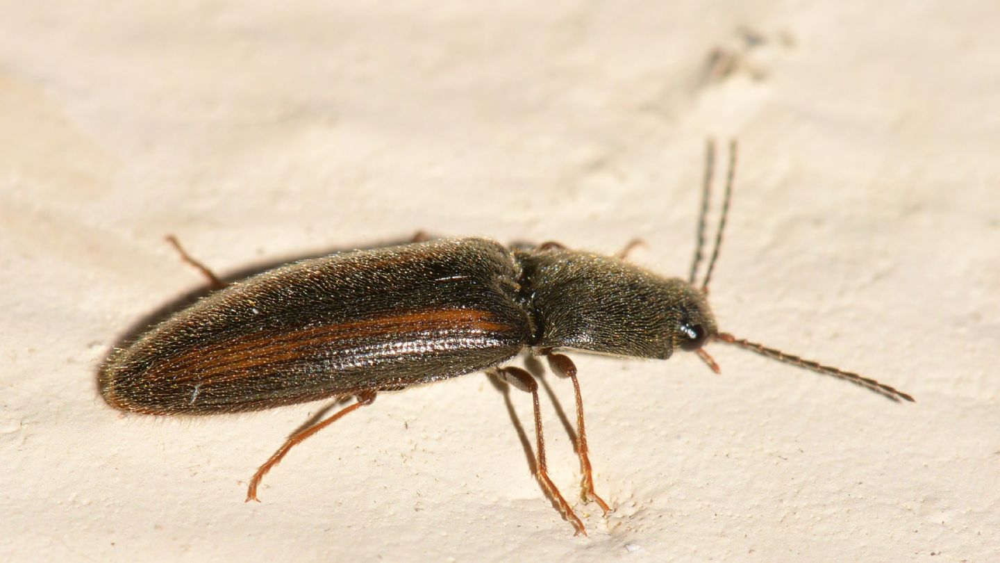 Elateridae: Athous vittatus