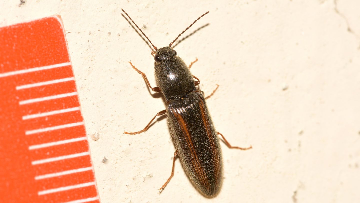 Elateridae: Athous vittatus