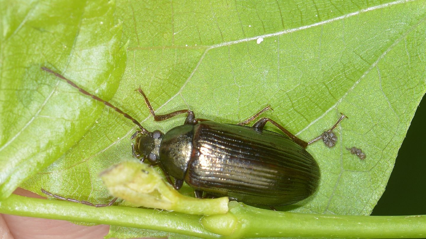 Tenebrionidae Alleculinae: Gonodera metallica