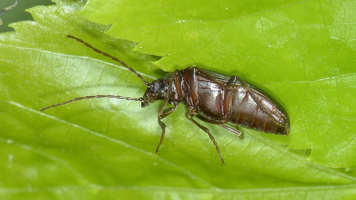 Tenebrionidae Alleculinae: Gonodera metallica