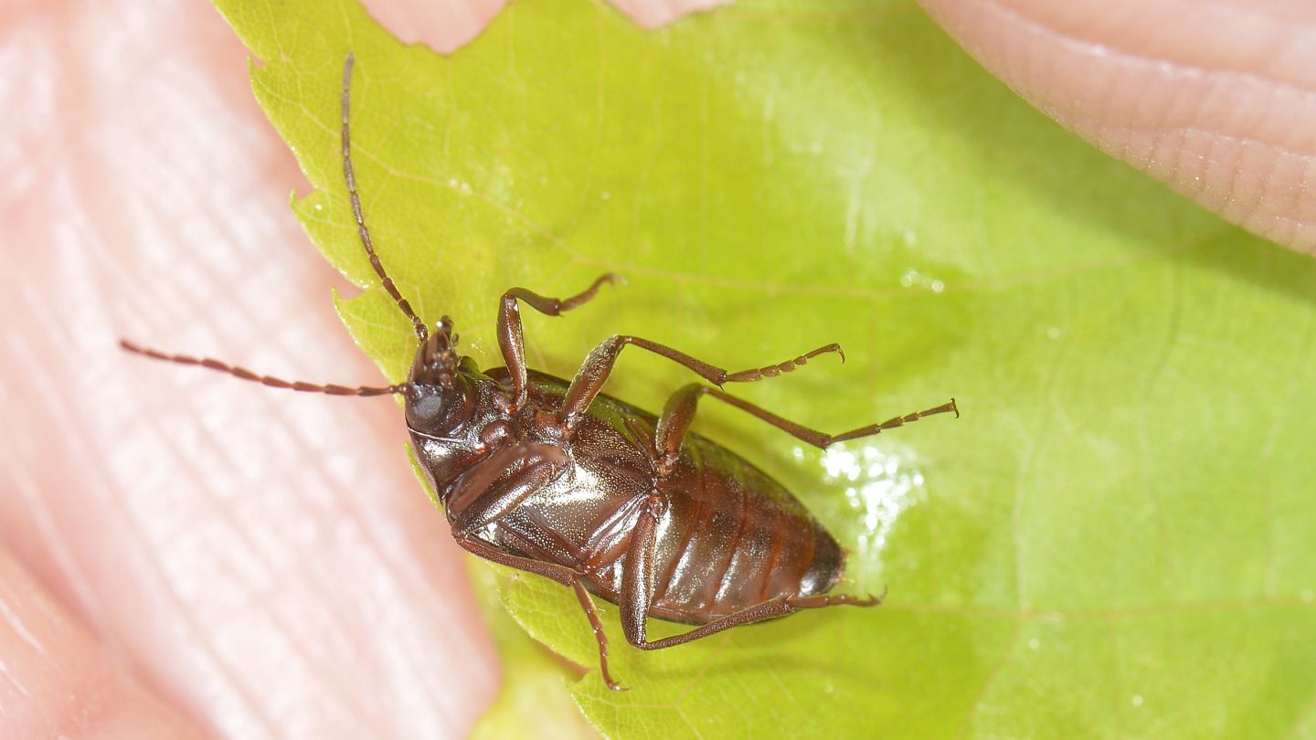 Tenebrionidae Alleculinae: Gonodera metallica