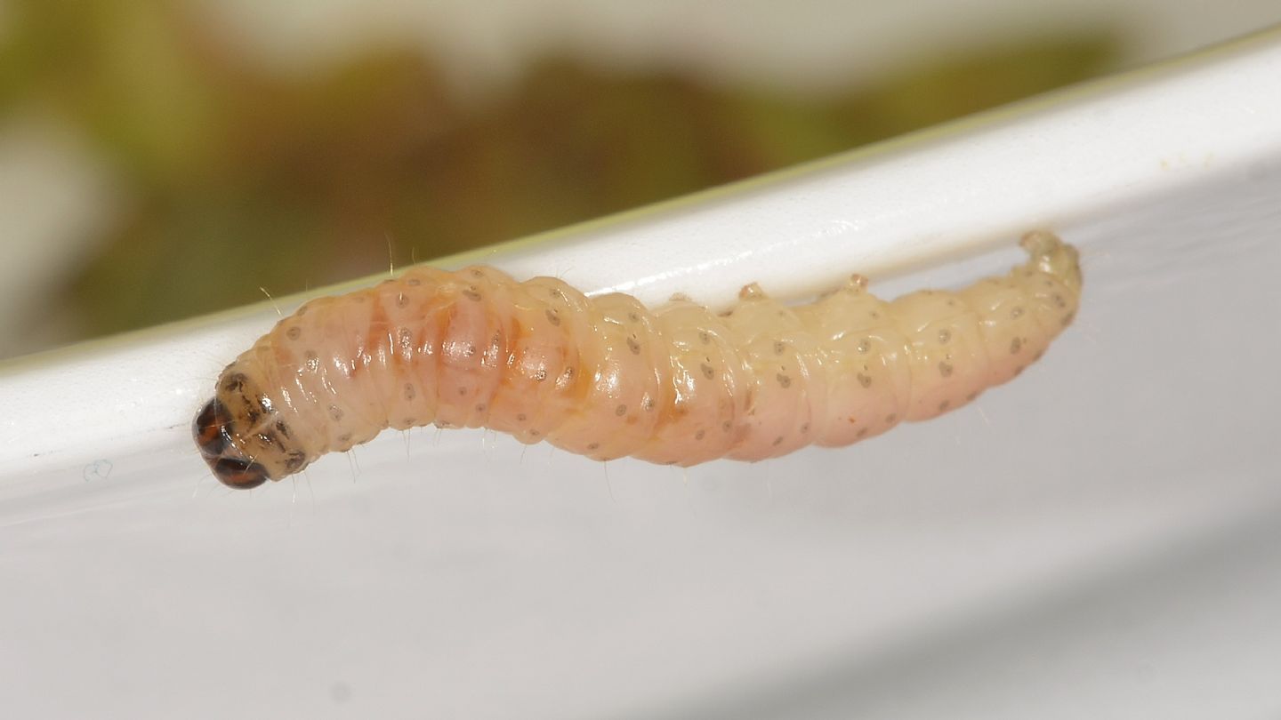 Larva di Cydia pomonella