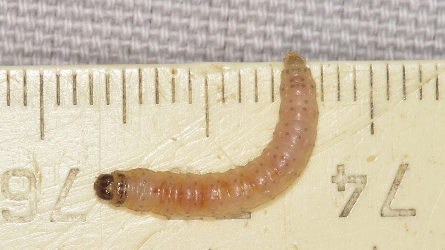 Larva di Cydia pomonella