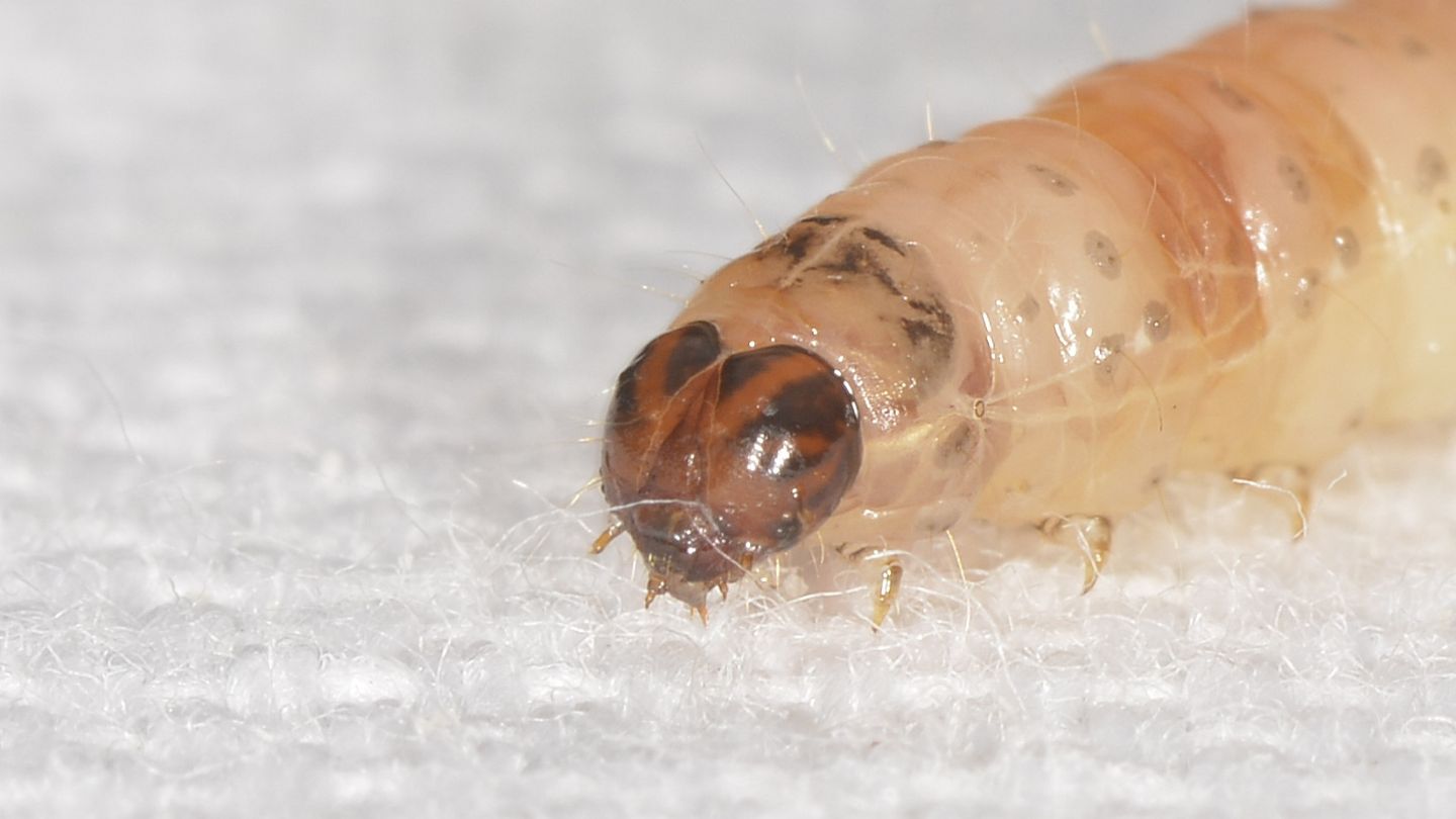 Larva di Cydia pomonella