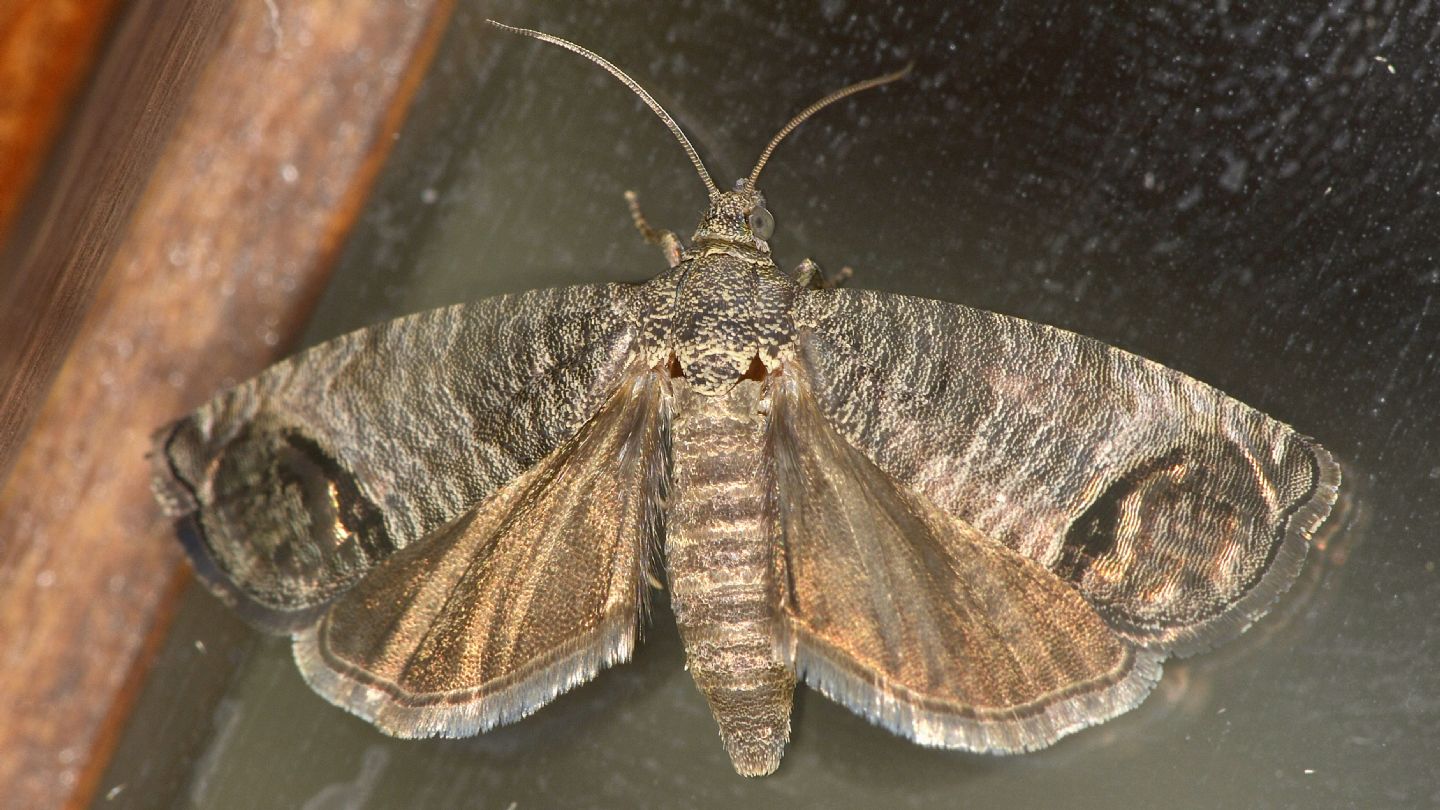 Larva di Cydia pomonella