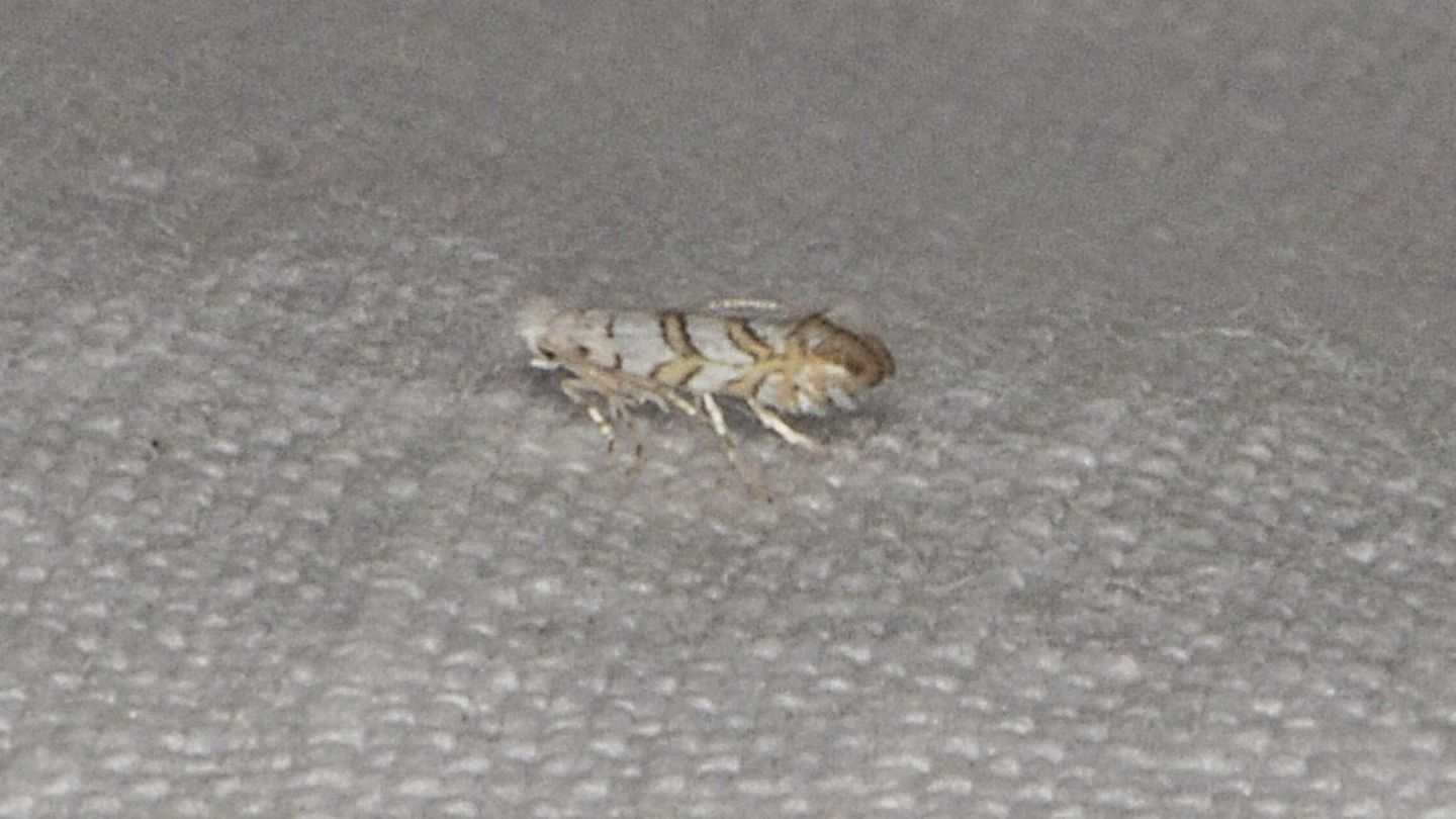 Gracillariidae: Phyllonorycter cfr. geniculella