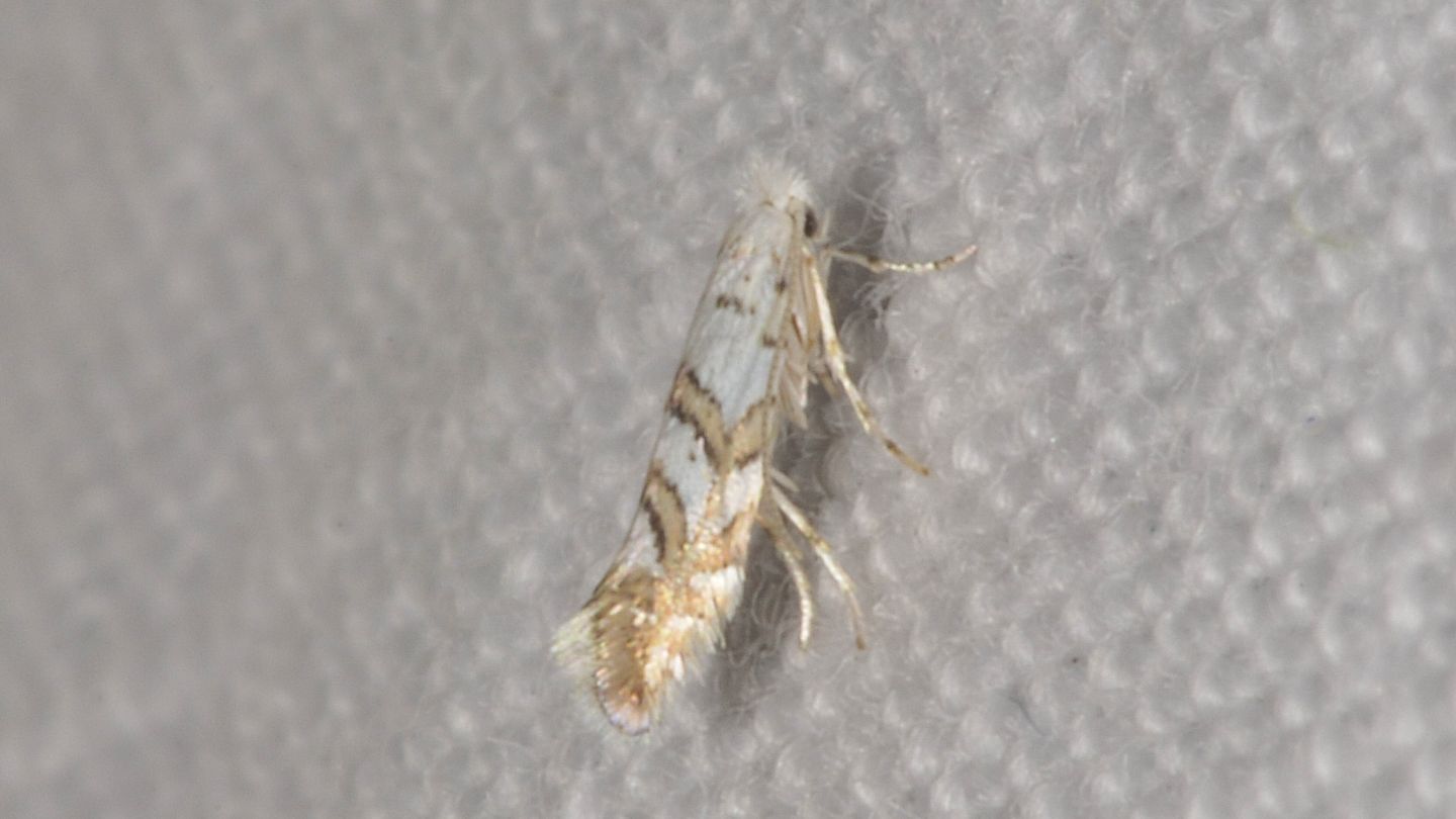 Gracillariidae: Phyllonorycter cfr. geniculella