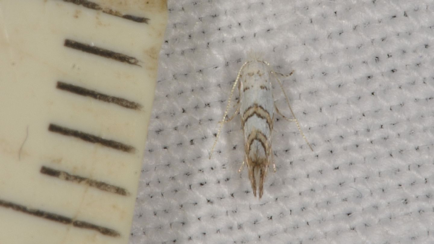 Gracillariidae: Phyllonorycter cfr. geniculella