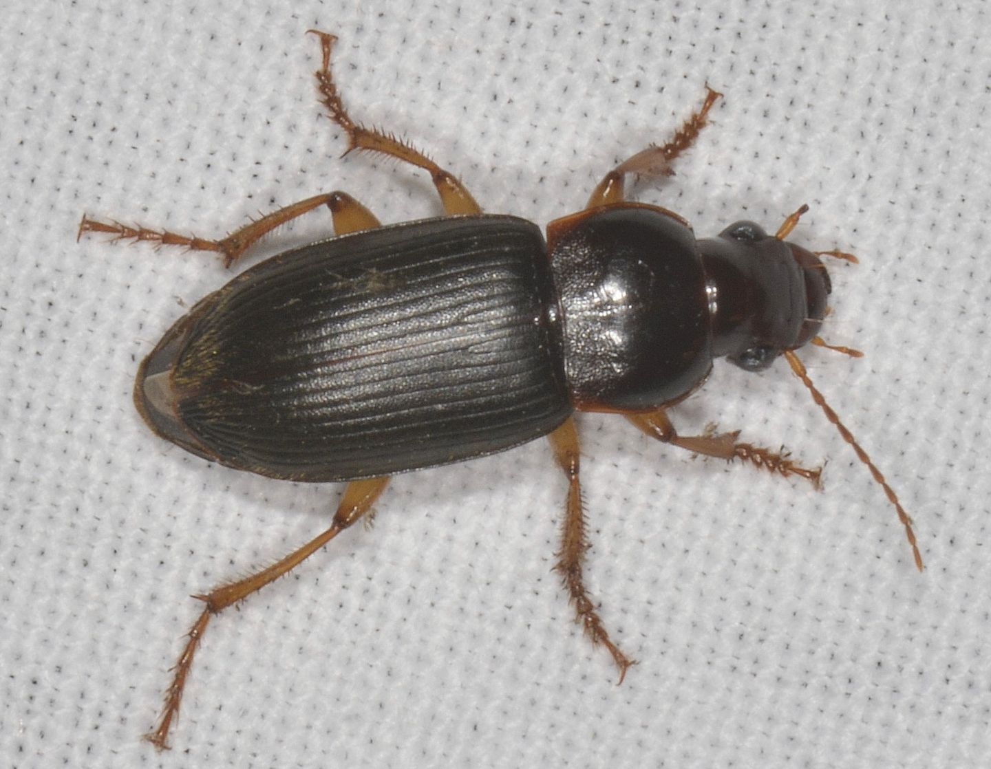 Carabidae? s, Pseudoophonus griseus