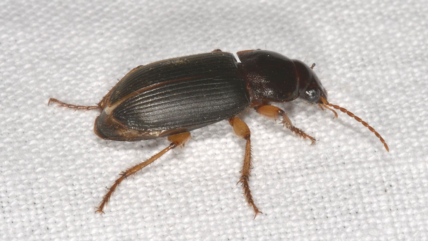 Carabidae? s, Pseudoophonus griseus