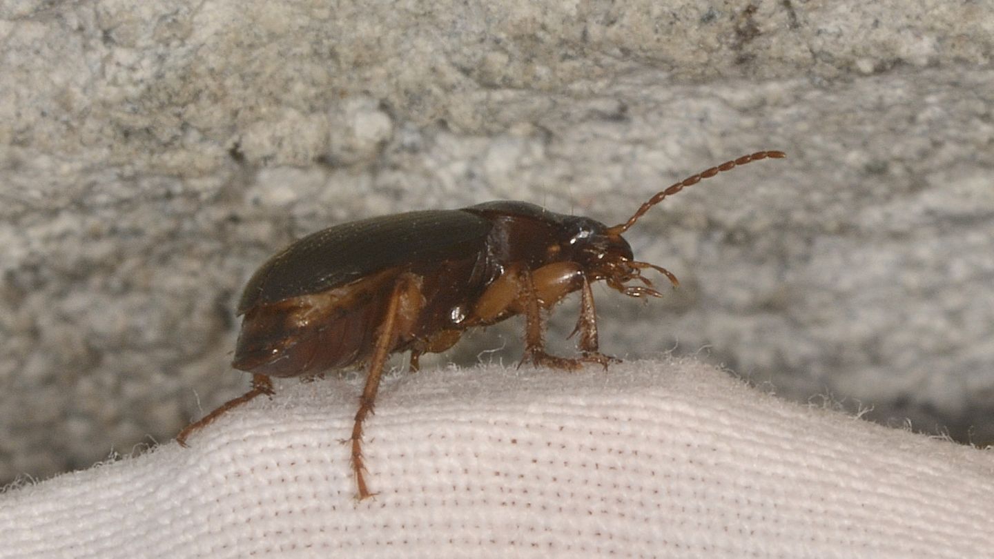 Carabidae? s, Pseudoophonus griseus