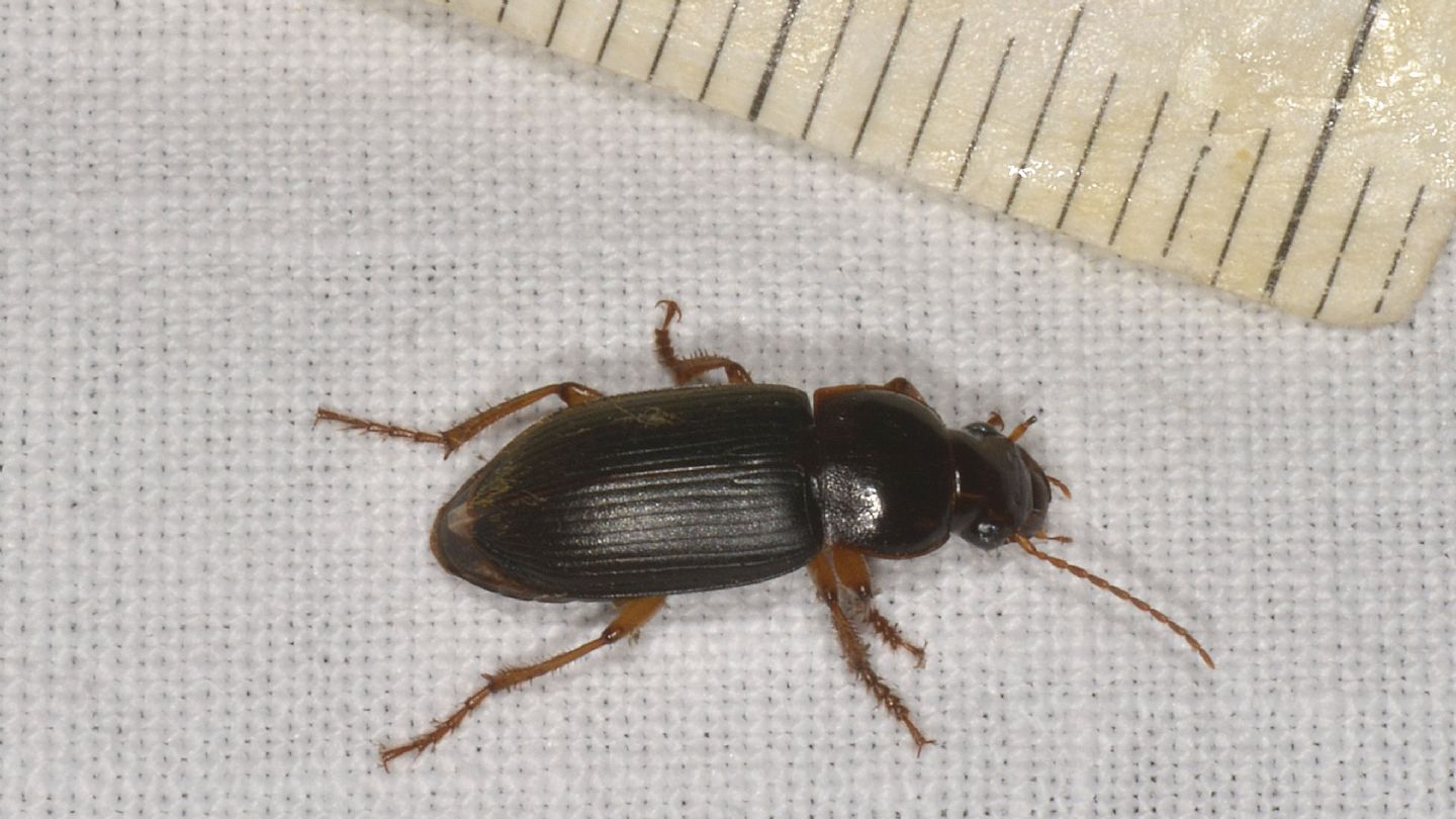 Carabidae? s, Pseudoophonus griseus