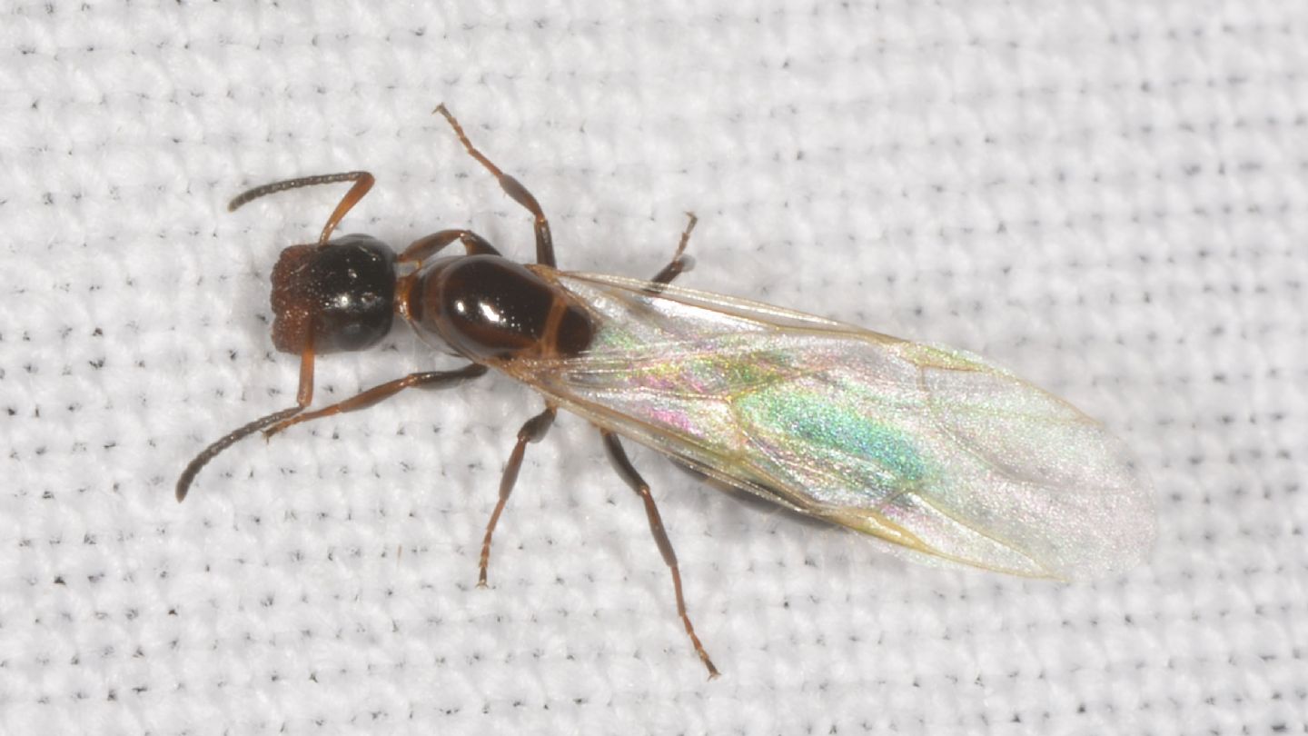 Camponotus truncatus ?  S, femmina riproduttrice