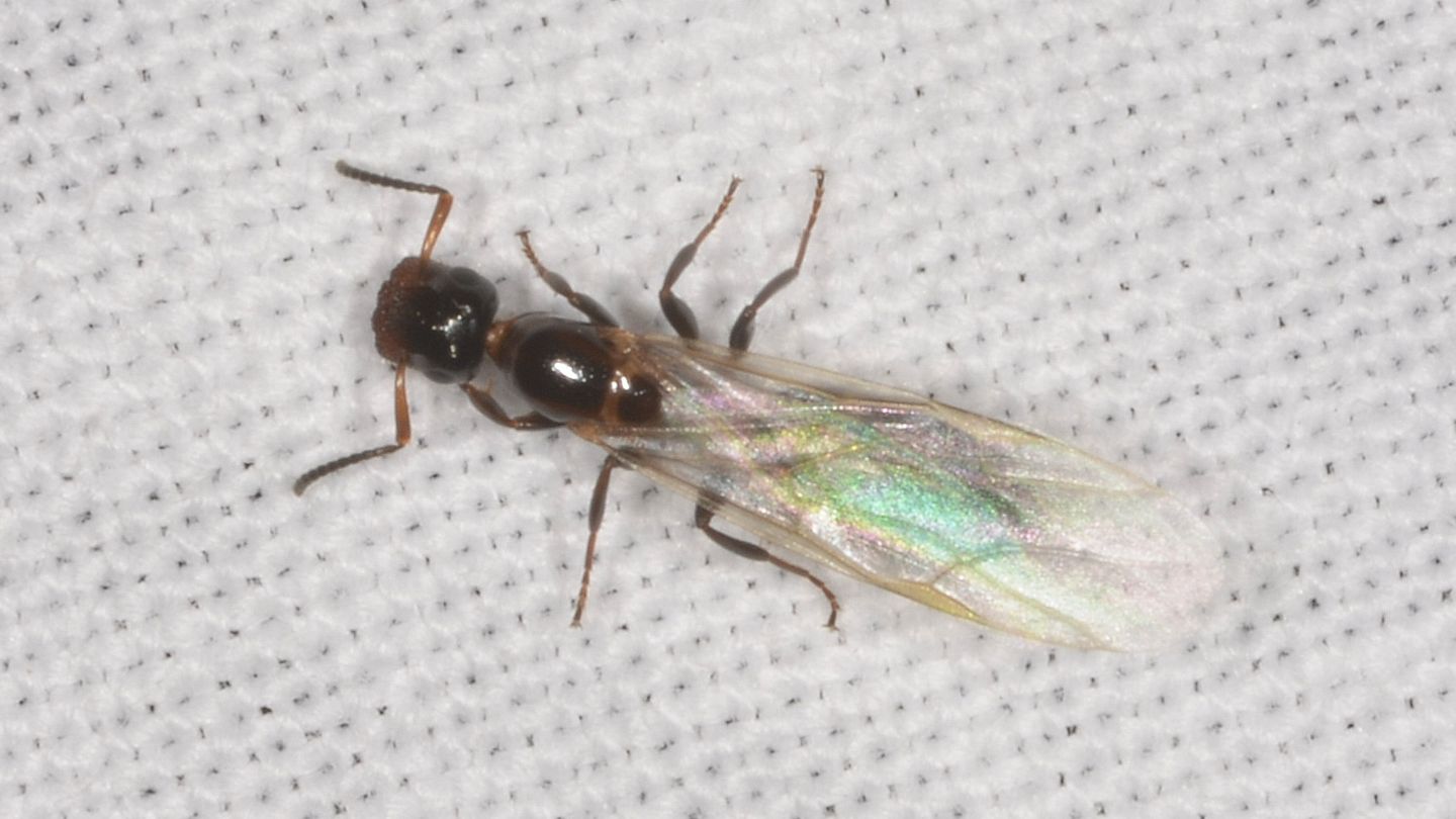 Camponotus truncatus ?  S, femmina riproduttrice